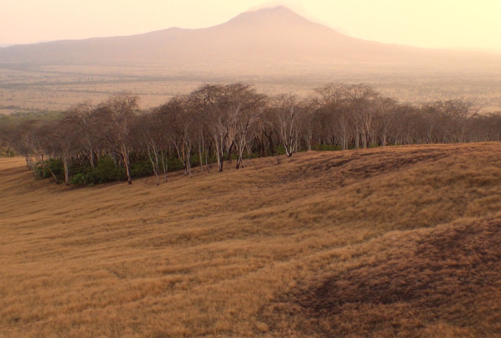 Llanura de bosque seco con la hierba quemada por el verano, una fila de árboles sin hojas y un cono volcánico recortado en la neblina del fondo, al atardecer