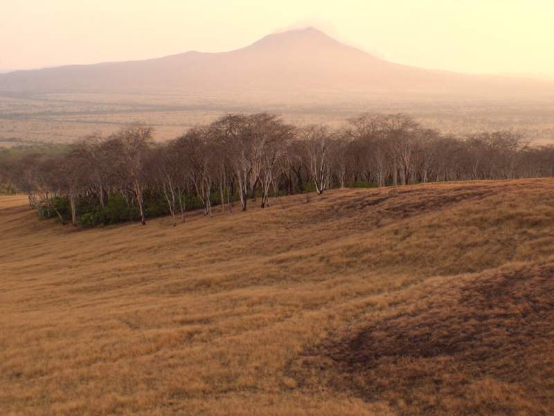 Llanura de bosque seco con la hierba quemada por el verano, una fila de árboles sin hojas y un cono volcánico recortado en la neblina del fondo, al atardecer
