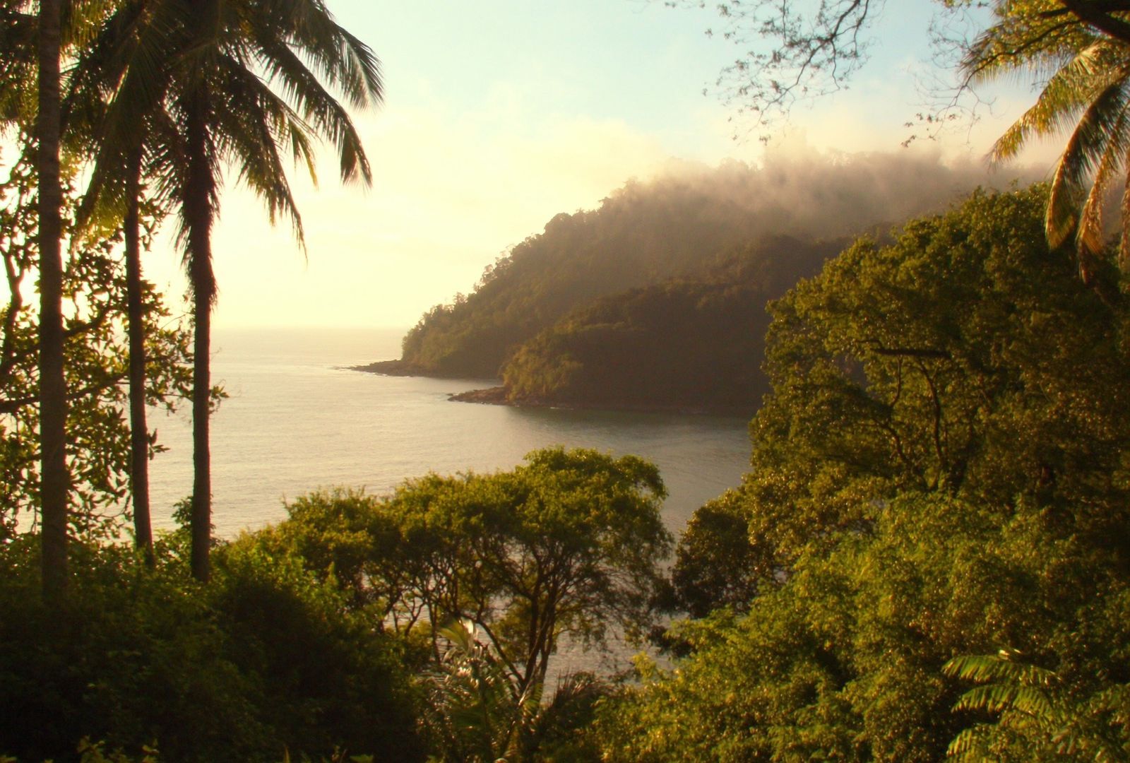 Punta de selva que cae al mar en una costa remota del Pacífico, con palmeras en primer plano y una nube levantándose de la cresta a primera hora
