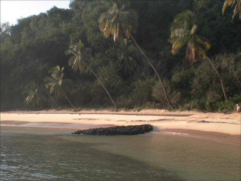Playa caribeña angosta con cocoteros inclinados sobre el agua, un afloramiento de roca oscura en la orilla y el bosque pegado a la arena