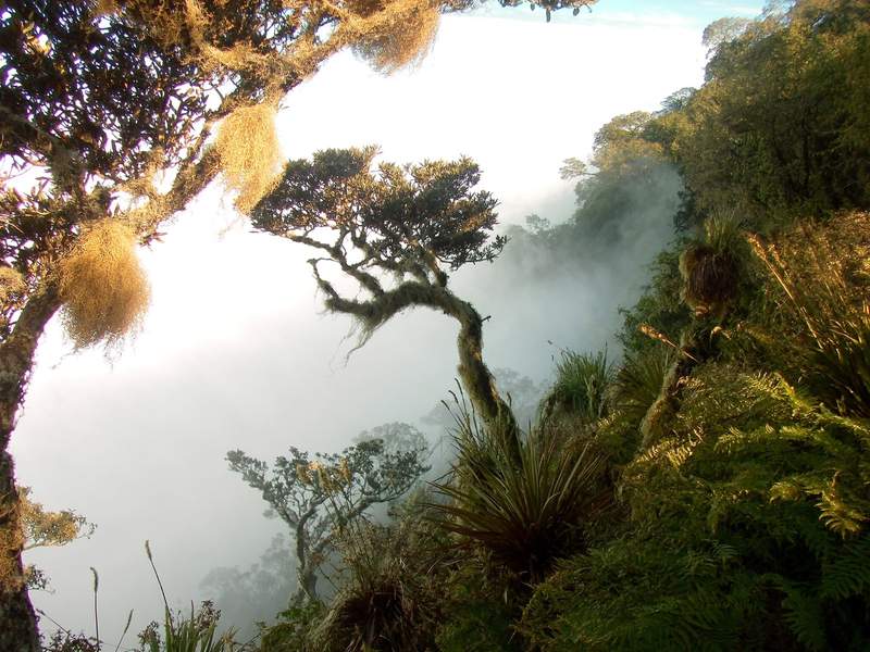 Cresta de bosque nuboso con árboles retorcidos cargados de musgo y barba de viejo, y la neblina cubriendo la ladera
