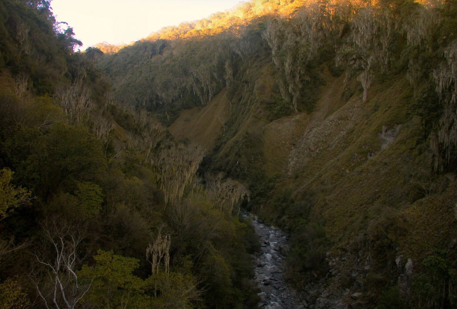 Valle angosto de montaña con un río frío en el fondo y laderas de bosque de robles cubierto de musgo, con el sol pegando en la cresta