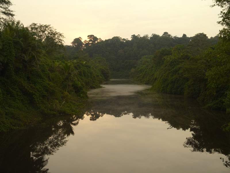 Canal de agua oscura y quieta entre dos paredes de selva, con la neblina levantándose del agua a primera hora