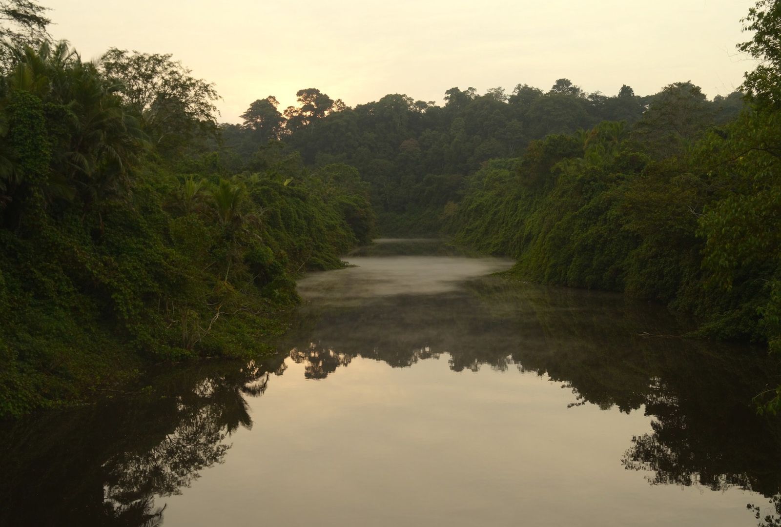Canal de agua oscura y quieta entre dos paredes de selva, con la neblina levantándose del agua a primera hora